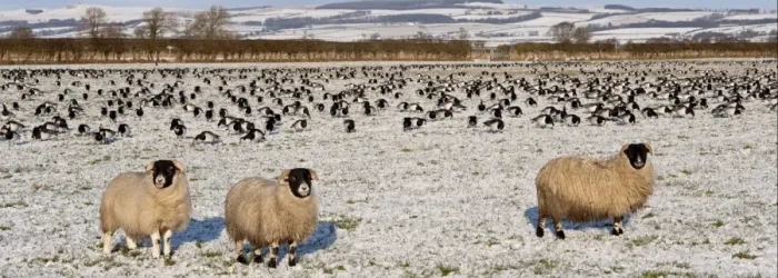 Framed Print : Barnacle Goose (Branta leucopsis) flock, grazing in snow covered pasture with sheep, Caerlaverock, Dumfries and Galloway, Scotland, december Framed Print : Barnacle Goose (Branta leucopsis) flock, grazing in snow covered pasture with sheep, Caerlaverock, Dumfries and Galloway, Scotland, december