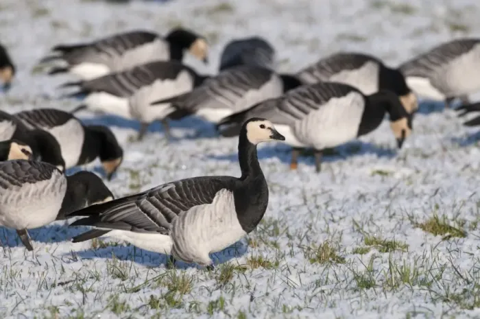 Framed Print : Barnacle Goose (Branta leucopsis) flock, grazing on snow covered pasture, Caerlaverock, Dumfries and Galloway, Scotland, december