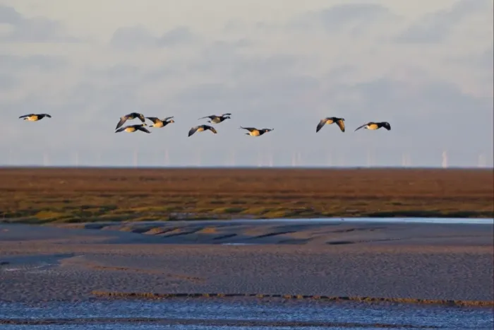 Framed Print : Barnacle Goose (Branta leucopsis) flock, in flight over mudflats and saltmarsh habitat, offshore windfarm in distance, Solway Firth, Caerlaverock, Dumfries, Scotland, november Framed Print : Barnacle Goose (Branta leucopsis) flock, in flight over mudflats and saltmarsh habitat, offshore windfarm in distance, Solway Firth, Caerlaverock, Dumfries, Scotland, november