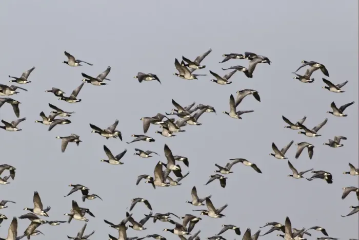 Framed Print : Barnacle Goose (Branta leucopsis) flock, in flight, Islay, Inner Hebrides, Scotland, november