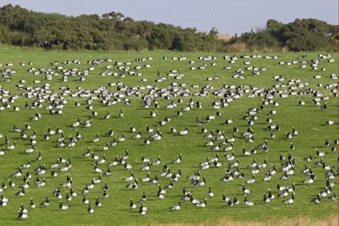 Framed Print : Barnacle Goose (Branta leucopsis) flock, feeding on grass in field, Islay, Inner Hebrides, Scotland, november Framed Print : Barnacle Goose (Branta leucopsis) flock, feeding on grass in field, Islay, Inner Hebrides, Scotland, november