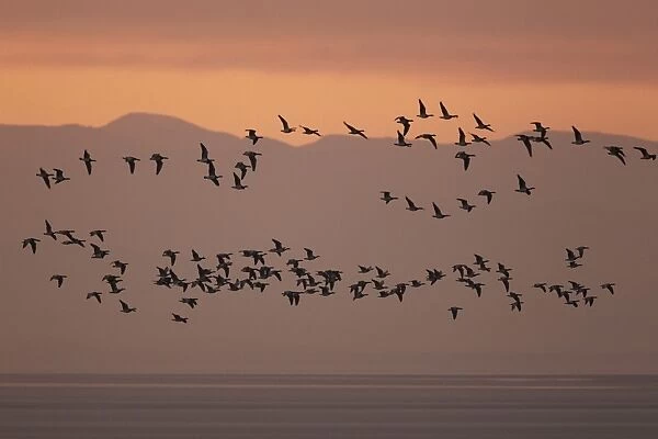 Barnacle Goose (Branta leucopsis) flock, in flight over estuary habitat, silhouetted at sunrise, Solway Firth