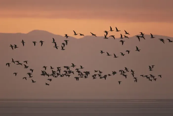 Framed Print : Barnacle Goose (Branta leucopsis) flock, in flight over estuary habitat, silhouetted at sunrise, Solway Firth Framed Print : Barnacle Goose (Branta leucopsis) flock, in flight over estuary habitat, silhouetted at sunrise, Solway Firth