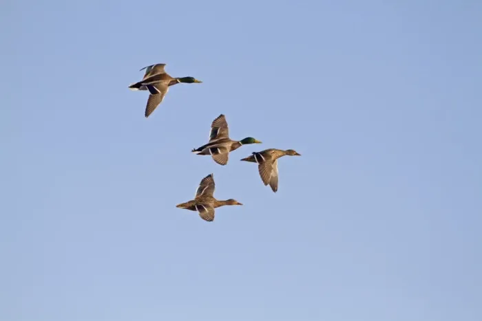 Framed Print : Barnacle Goose (Branta leucopsis) flock, in flight, silhouetted at dawn, Loch Gruinart RSPB Reserve, Islay Framed Print : Barnacle Goose (Branta leucopsis) flock, in flight, silhouetted at dawn, Loch Gruinart RSPB Reserve, Islay