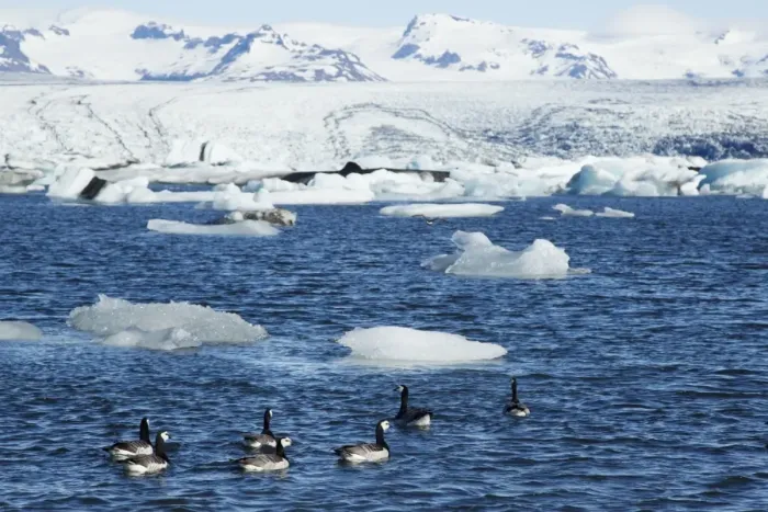 Framed Print : Barnacle Goose (Branta leucopsis) seven adults, swimming on lake habitat with glacial icebergs, Jokulsarlon Lagoon Framed Print : Barnacle Goose (Branta leucopsis) seven adults, swimming on lake habitat with glacial icebergs, Jokulsarlon Lagoon