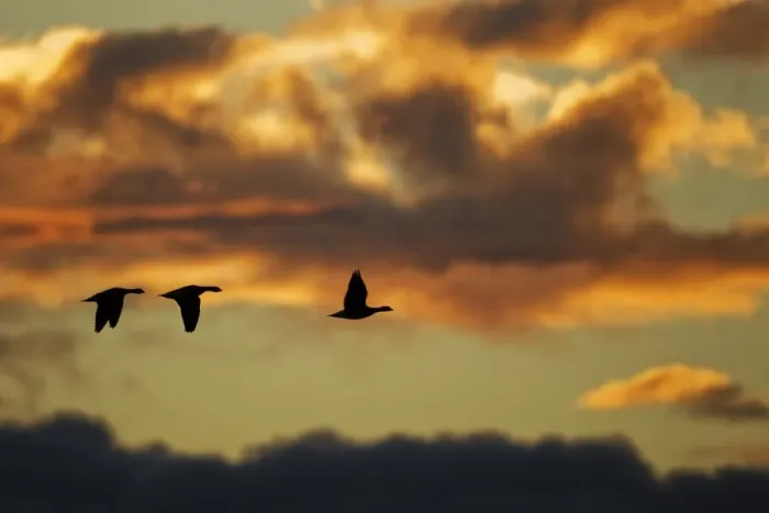 Framed Print : Barnacle Goose (Branta leucopsis) three, in flight, silhouetted at sunrise, Loch Gruinart RSPB Reserve, Islay, Inner Hebrides, Scotland, november Framed Print : Barnacle Goose (Branta leucopsis) three, in flight, silhouetted at sunrise, Loch Gruinart RSPB Reserve, Islay, Inner Hebrides, Scotland, november