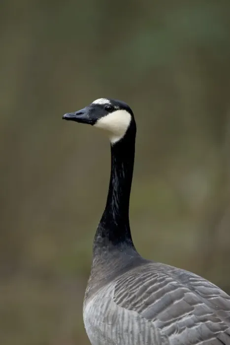 Framed Print : Barnacle Goose (Branta leucopsis) x Canada Goose (Branta canadensis) hybrid, adult, close-up of head and neck, Suffolk, England, february Framed Print : Barnacle Goose (Branta leucopsis) x Canada Goose (Branta canadensis) hybrid, adult, close-up of head and neck, Suffolk, England, february
