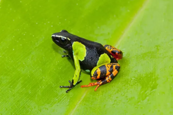 Framed Print : Barons Painted Mantella (Mantella baroni) adult, sitting on leaf, Ranomafana N. P. Madagascar, October