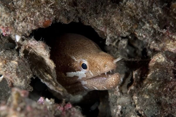 Barred-fin Moray Eel (Gymnothorax zonipectus) adult, close-up of head, sheltering in crevice, Lembeh Island, Sulawesi