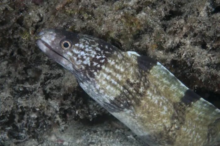 Framed Print : Barred Moray Eel (Echidna polyzona) adult, close-up of head, in reef at night, Waigeo Island, Raja Ampat, West Papua, New Guinea, Indonesia