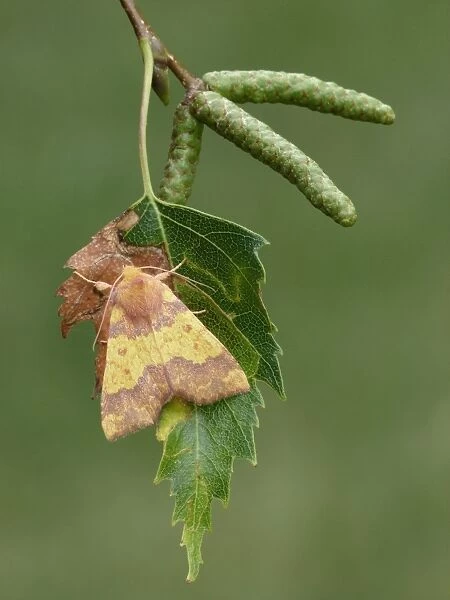 Barred Sallow (Tiliacea aurago) adult, roosting on Silver Birch (Betula pendula) leaf, Leicestershire, England