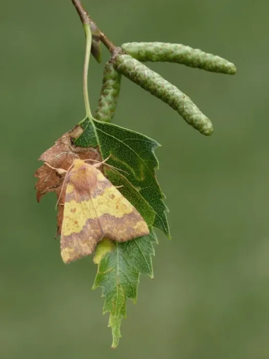Framed Print : Barred Sallow (Tiliacea aurago) adult, roosting on Silver Birch (Betula pendula) leaf, Leicestershire, England