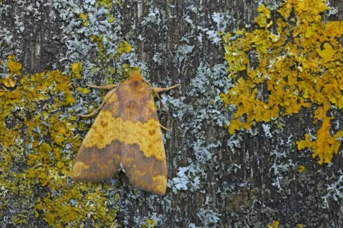 Framed Print : Barred Sallow (Tiliacea aurago) adult, resting on lichen, Essex, England Framed Print : Barred Sallow (Tiliacea aurago) adult, resting on lichen, Essex, England