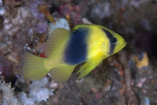 Barred Soapfish (Diploprion bifasciatum) adult, swimming, Lembeh Straits, Sulawesi, Sunda Islands, Indonesia, June