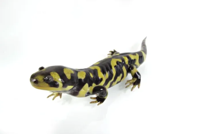Framed Print : Barred Tiger Salamander (Ambystoma mavortium) adult Framed Print : Barred Tiger Salamander (Ambystoma mavortium) adult