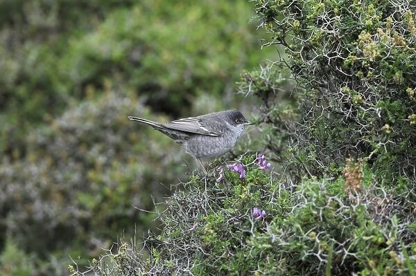 Barred Warbler (Sylvia nisoria) adult male, summer plumage, perched in bush, Lemnos, Greece, May