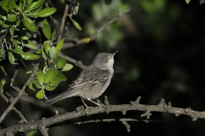 Framed Print : Barred Warbler (Sylvia nisoria) adult male, summer plumage, perched on twig, Lemnos, Greece, May Framed Print : Barred Warbler (Sylvia nisoria) adult male, summer plumage, perched on twig, Lemnos, Greece, May