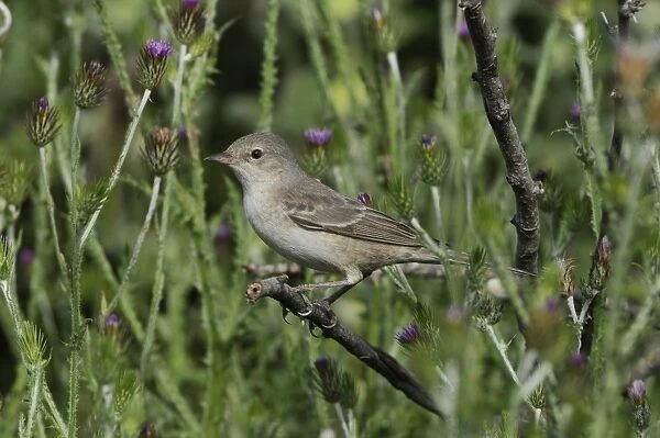 Barred Warbler (Sylvia nisoria) immature female, first summer plumage, foraging amongst thistles, Lemnos, Greece, May