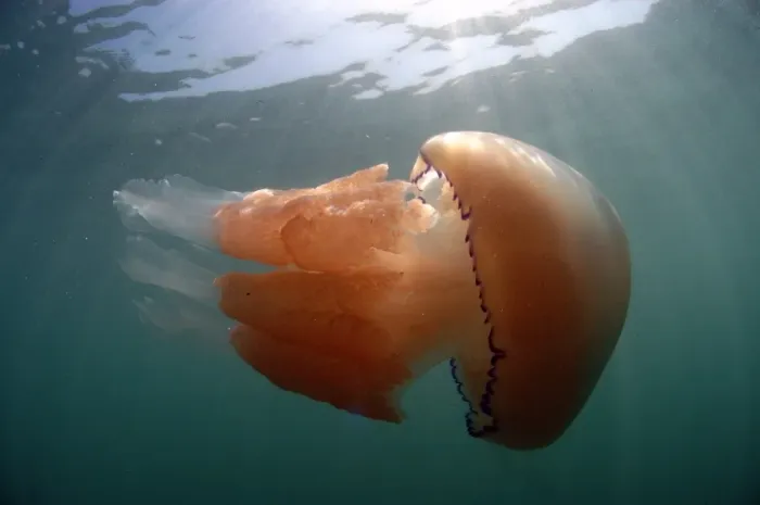 Framed Print : Barrel Jellyfish (Rhizostoma pulmo) adult, swimming near surface, Kimmeridge Bay, Isle of Purbeck, Dorset, England, May Framed Print : Barrel Jellyfish (Rhizostoma pulmo) adult, swimming near surface, Kimmeridge Bay, Isle of Purbeck, Dorset, England, May