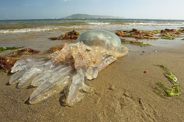 Barrel Jellyfish (Rhizostoma pulmo) dead adult, washed up on beach, Isle of Portland, Dorset, England, May
