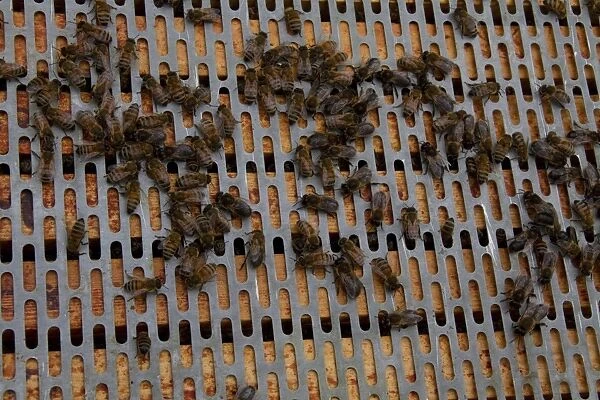 A barrier is placed between the brood frames in the lower part of the hive and the upper super frames