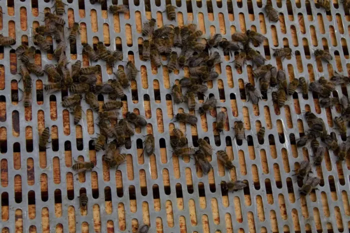 Framed Print : A barrier is placed between the brood frames in the lower part of the hive and the upper super frames
