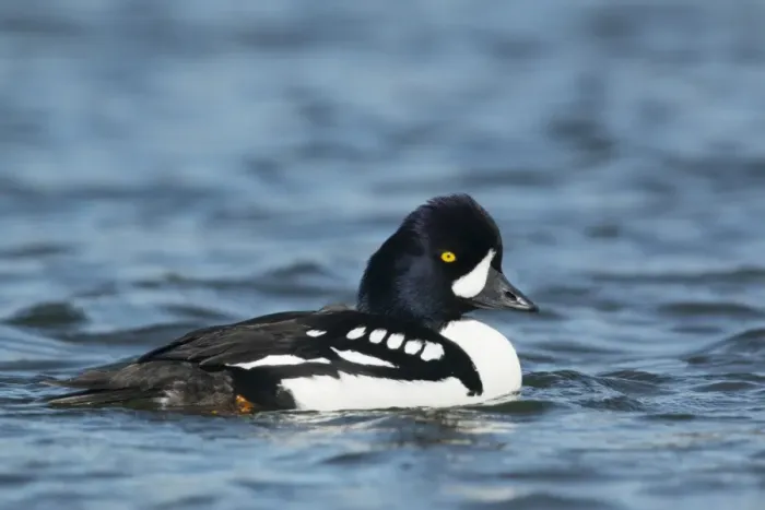 Framed Print : Barrows Goldeneye (Bucephala islandica) adult male, breeding plumage, swimming, Iceland, June Framed Print : Barrows Goldeneye (Bucephala islandica) adult male, breeding plumage, swimming, Iceland, June