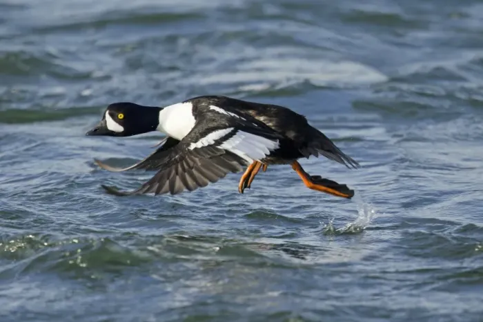 Framed Print : Barrows Goldeneye (Bucephala islandica) adult male, breeding plumage, taking off from water, Iceland, June Framed Print : Barrows Goldeneye (Bucephala islandica) adult male, breeding plumage, taking off from water, Iceland, June
