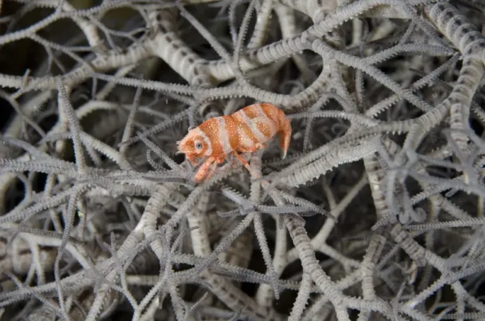 Framed Print : Basket Star Shrimp (Periclimenes lanipes) adult, resting on basketstar at night, Alor Island, Alor Archipelago