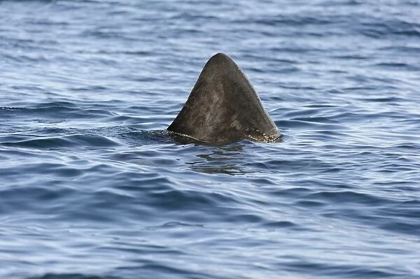 Basking Shark (Cetorhinus maximus) adult, dorsal fin at surface of water, St. Kilda, Outer Hebrides, Scotland, July