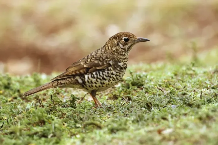Framed Print : Bassian Thrush (Zoothera lunulata) adult, foraging on rainforest floor, Lamington N. P. Queensland, Australia, October Framed Print : Bassian Thrush (Zoothera lunulata) adult, foraging on rainforest floor, Lamington N. P. Queensland, Australia, October