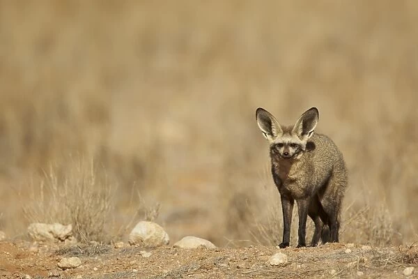Bat-eared Fox (Otocyon megalotis) adult, standing on ridge, Namib-Naukluft Desert, Namibia, August