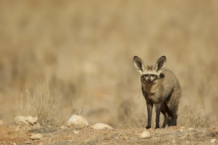 Framed Print : Bat-eared Fox (Otocyon megalotis) adult, standing on ridge, Namib-Naukluft Desert, Namibia, August Framed Print : Bat-eared Fox (Otocyon megalotis) adult, standing on ridge, Namib-Naukluft Desert, Namibia, August