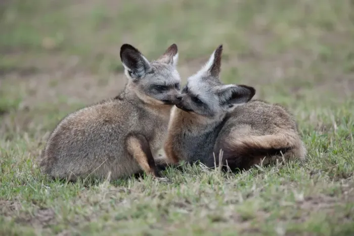 Framed Print : Bat-eared Fox (Otocyon megalotis) adult pair, mutual grooming, Masai Mara, Kenya Framed Print : Bat-eared Fox (Otocyon megalotis) adult pair, mutual grooming, Masai Mara, Kenya