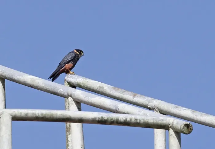Framed Print : Bat Falcon (Falco rufigularis petoensis) adult, perched on railing, Summit Pond, Panama, November Framed Print : Bat Falcon (Falco rufigularis petoensis) adult, perched on railing, Summit Pond, Panama, November