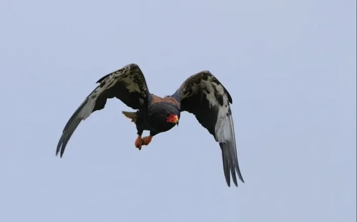 Framed Print : Bateleur Eagle (Terathopius ecaudatus) adult, in flight, Masai Mara, Kenya