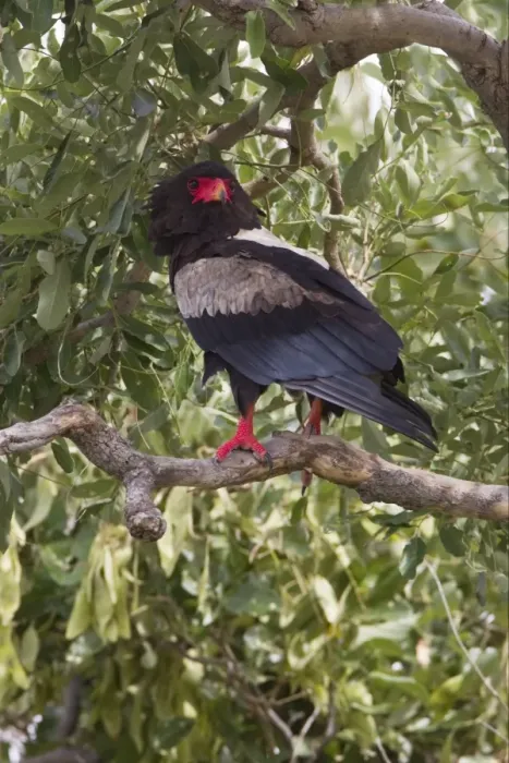 Framed Print : Bateleur Eagle (Terathopius ecaudatus) adult male, perched on tree branch, Okavango Delta, Botswana Framed Print : Bateleur Eagle (Terathopius ecaudatus) adult male, perched on tree branch, Okavango Delta, Botswana