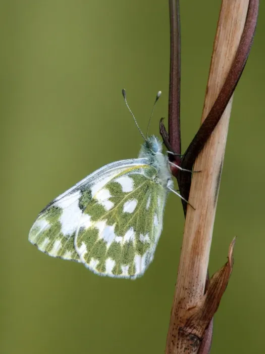 Framed Print : Bath White (Pontia daplidice) adult female, resting on stem, Cannobina Valley, Italian Alps, Piedmont, Northern Italy Framed Print : Bath White (Pontia daplidice) adult female, resting on stem, Cannobina Valley, Italian Alps, Piedmont, Northern Italy