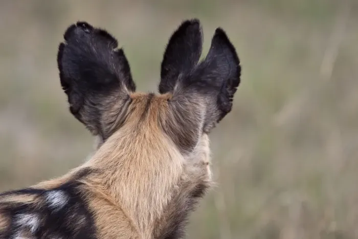 Framed Print : The battle scared ears of a hunting dog. Lycaon pictus is a large canid found only in Africa