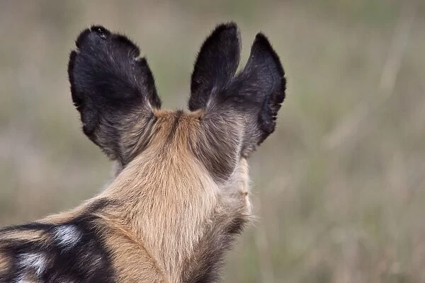 The battle scared ears of a hunting dog. Lycaon pictus is a large canid found only in Africa