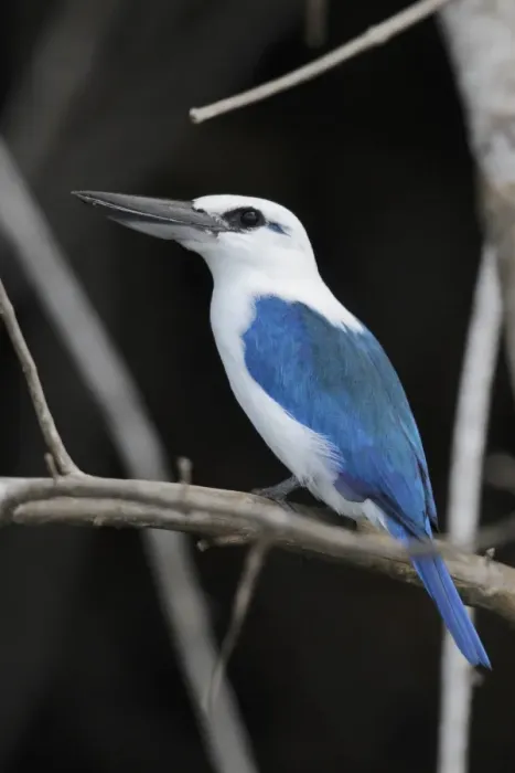 Framed Print : Beach Kingfisher (Todiramphus saurophaga) adult, perched on branch, Makira Island, Solomon Islands, April