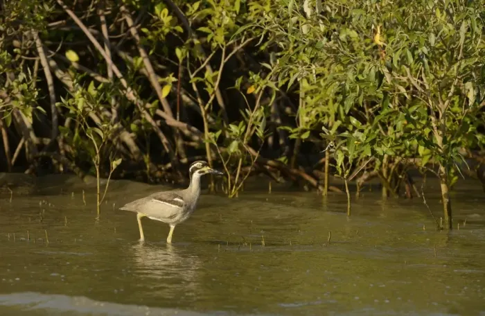 Framed Print : Beach Stone-curlew (Esacus giganteus) adult, walking in shallow water amongst mangroves, Cairns, Queensland, Australia Framed Print : Beach Stone-curlew (Esacus giganteus) adult, walking in shallow water amongst mangroves, Cairns, Queensland, Australia