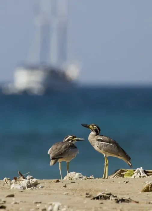 Framed Print : Beach Stone-curlew (Esacus giganteus) two adults, standing on beach, with ship in background, Komodo Island, Indonesia Framed Print : Beach Stone-curlew (Esacus giganteus) two adults, standing on beach, with ship in background, Komodo Island, Indonesia