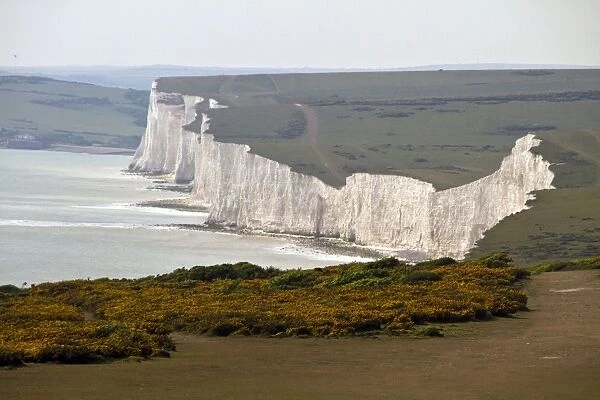 Beachy Head looking west over Birling Gap over gorse. This is a chalk headland on the south coast of England