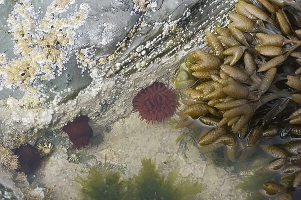 Beadlet Anemone (Actinia equina) in rockpool at low tide, Brough Head, Mainland, Orkney, Scotland, june