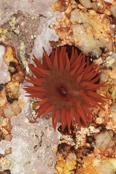 Beadlet Anemone (Actinia equina) adult, with tentacles extended, in rockpool at low tide, Sennon Cove, Cornwall