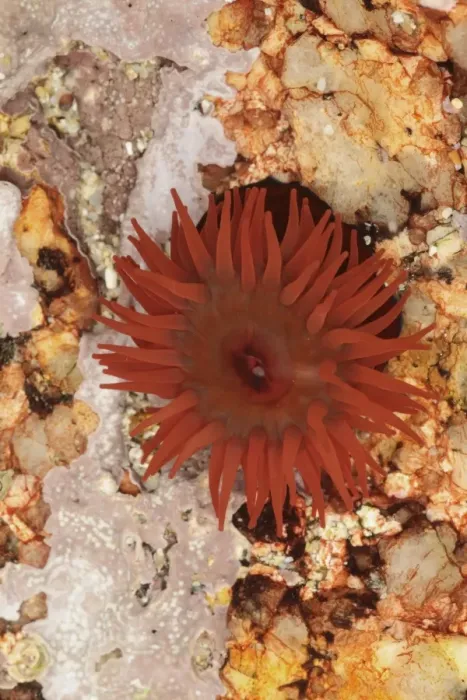 Framed Print : Beadlet Anemone (Actinia equina) adult, with tentacles extended, in rockpool at low tide, Sennon Cove, Cornwall Framed Print : Beadlet Anemone (Actinia equina) adult, with tentacles extended, in rockpool at low tide, Sennon Cove, Cornwall