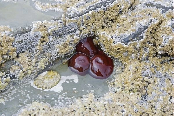 Beadlet Anemone (Actinia equina) closed, on rocks at low tide, Brough Head, Mainland, Orkney, Scotland, june