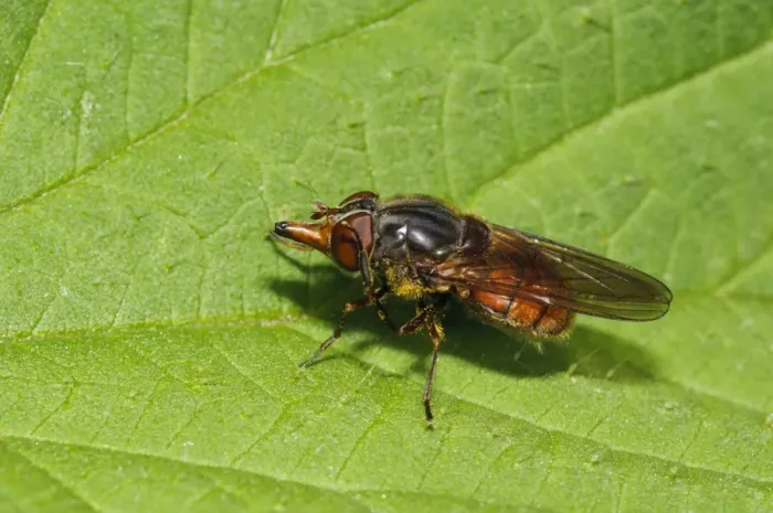 Framed Print : Beaked hoverfly (Rhingia campestris) adult, cleaning eye with hind leg, resting on leaf, Priory Water Nature Reserve Framed Print : Beaked hoverfly (Rhingia campestris) adult, cleaning eye with hind leg, resting on leaf, Priory Water Nature Reserve