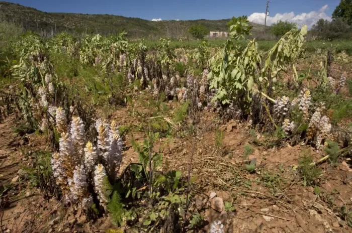 Framed Print : Bean Broomrape (Orobanche crenata) flowering, heavy infestation destroying broad bean crop, Chios, Greece, April Framed Print : Bean Broomrape (Orobanche crenata) flowering, heavy infestation destroying broad bean crop, Chios, Greece, April